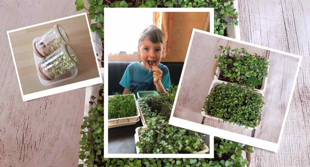 csirak mikrozoldek - WellVital