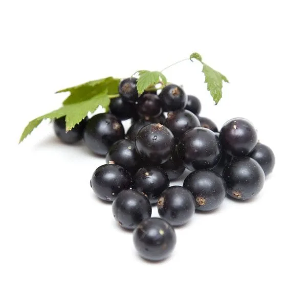 Feketeribizli 1 jpg - WellVital