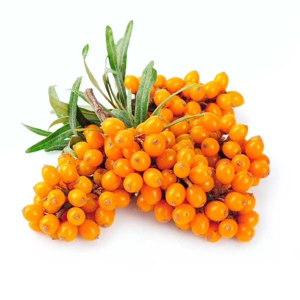 Homoktovis 1 jpg - WellVital