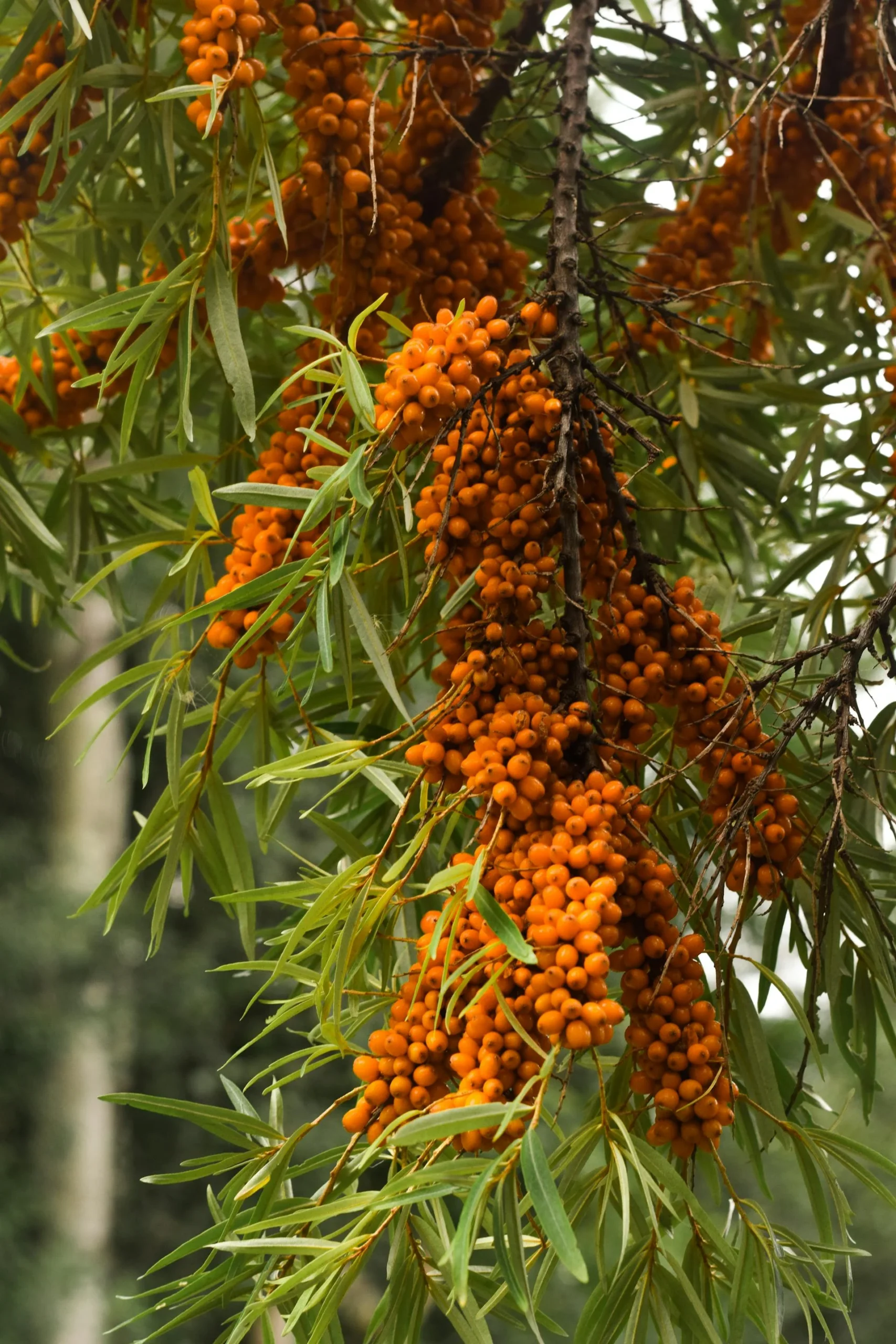 homoktovis wellvital - WellVital